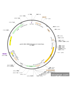 pLV3-CMV-OPRK1(human)-3×FLAG-Puro