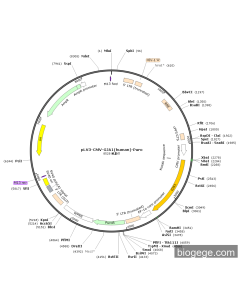 pLV3-CMV-GJA1(human)-Puro