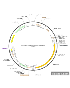 pLV3-CMV-CDH15(human)-3×FLAG-Puro