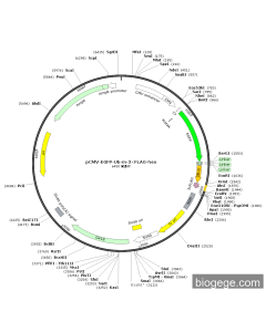 pCMV-EGFP-Ub-m-3×FLAG-Neo