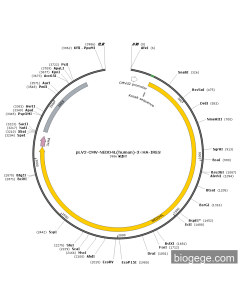 pLV2-CMV-NEDD4L(human)-3×HA-IRES