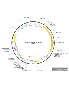 pCMV-KLHL8(human)-8×His-Neo