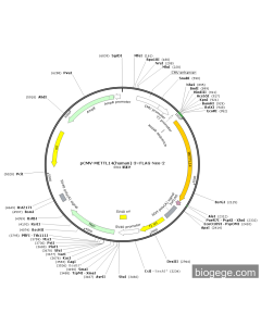pCMV-METTL14(human)-3×FLAG-Neo-2