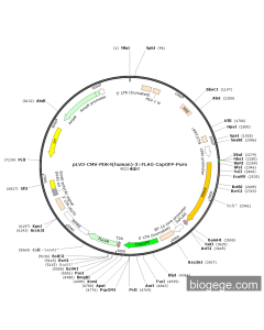 pLV3-CMV-PDK4(human)-3×FLAG-CopGFP-Puro