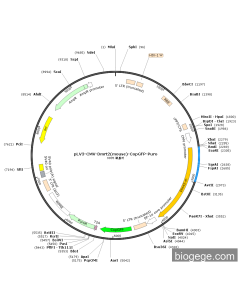 pLV3-CMV-Dmrt2(mouse)-CopGFP-Puro