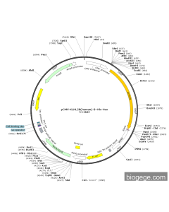 pCMV-KLHL28(human)-8×His-Neo