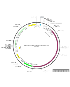 pU6-RUBCNL(human)-sgRNA1-Cas9-EGFP-Puro