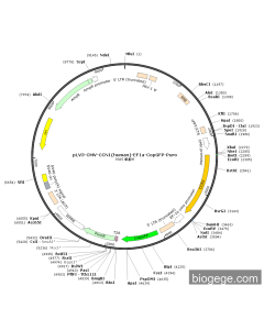 pLV3-CMV-CCN1(human)-EF1a-CopGFP-Puro