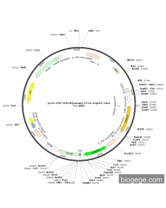pLV3-CMV-UPK1B(human)-EF1a-CopGFP-Puro