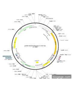 pCMV-DNAJA1(human)-3×HA-Neo