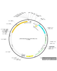 pRAD18(human)-Fluc-SV40-hRluc-Neo