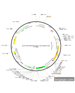 pLV3-CMV-RAD51(human)-3×HA-CopGFP-Puro