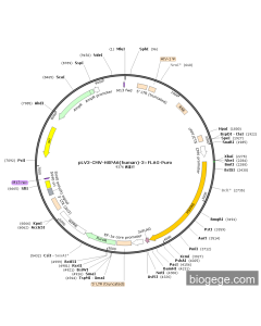pLV3-CMV-HSPA6(human)-3×FLAG-Puro
