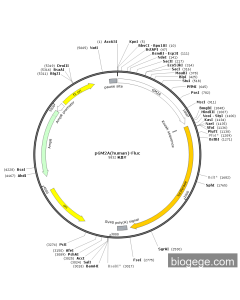pGM2A(human)-Fluc