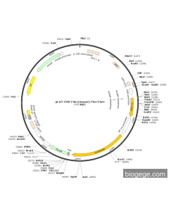 pLV3-CMV-Fdx1(mouse)-Fluc-Puro