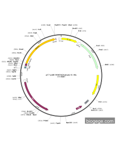 pT7-pelB-PRMT6(human)-6×His