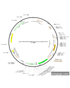 pLV3-CMV-PPP1R14B(human)-EF1a-CopGFP-Puro