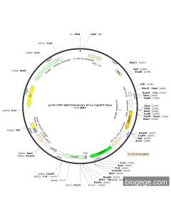pLV3-CMV-UBE2C(human)-EF1a-CopGFP-Puro
