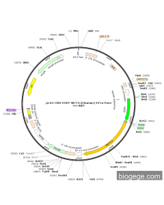 pLV3-CMV-EGFP-METTL3(human)-EF1a-Puro