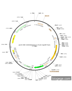 pLV3-CMV-CXCR2(human)-3×FLAG-CopGFP-Puro