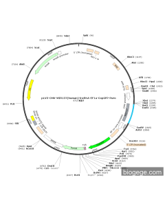pLV3-CMV-MIR137(human)-lncRNA-EF1a-CopGFP-Puro