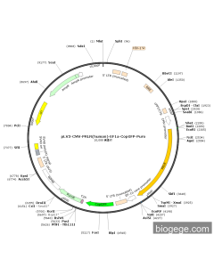 pLV3-CMV-PRLR(human)-EF1a-CopGFP-Puro