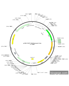 pCMV-EGFP-Sirt3(mouse)-Neo