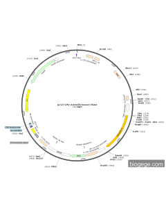 pLV3-CMV-Adora2b(mouse)-Blast