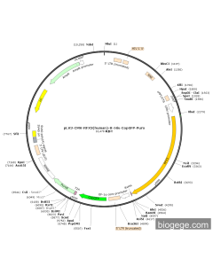 pLV3-CMV-RFX3(human)-8×His-CopGFP-Puro