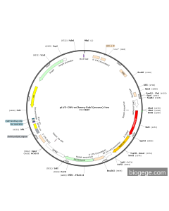 pLV3-CMV-mCherry-Rab7(mouse)-Neo