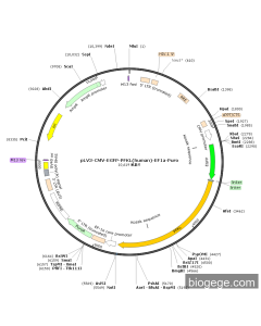 pLV3-CMV-EGFP-PFKL(human)-EF1a-Puro