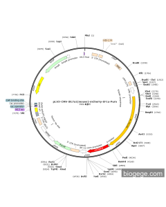 pLV3-CMV-Slc7a1(mouse)-mCherry-EF1a-Puro