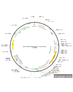 pLV3-CMV-Nnmt(mouse)-3×FLAG-Puro
