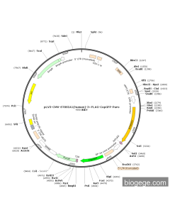 pLV3-CMV-ST8SIA1(human)-3×FLAG-CopGFP-Puro