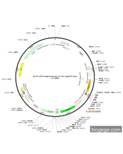 pLV3-CMV-Pebp1(mouse)-3×HA-CopGFP-Puro