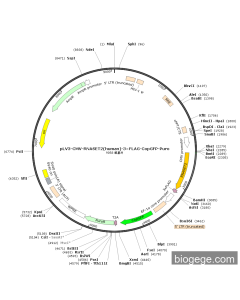 pLV3-CMV-RNASET2(human)-3×FLAG-CopGFP-Puro