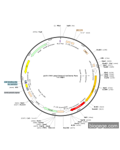 pLV3-CMV-Lamp1(mouse)-mCherry-Puro