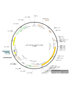 pLV3-CMV-Fluc-MCS-EF1a-Blast