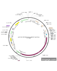 pLV3-U6-IGF1R(human)-sgRNA2-Cas9-Puro