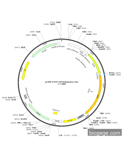 pCMV-EYFP-EIF5(human)-Neo