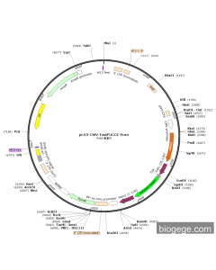 pLV3-CMV-FastFUCCI-Puro
