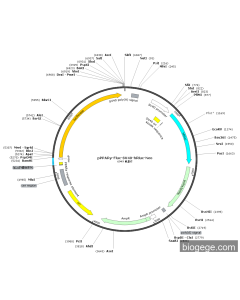 pPPARγ-Fluc-SV40-hRluc-Neo