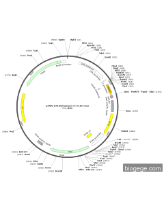 pCMV-ENHO(human)-3×FLAG-Neo
