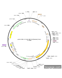 pLV3-CMV-3×FLAG-METTL3(human)-Puro
