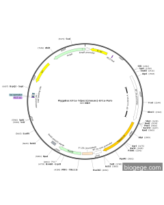 PiggyBac-EF1a-Tdpoz1(mouse)-EF1a-Puro
