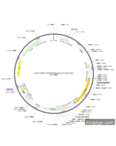 pLV3-CMV-CXCR2(human)-3×FLAG-Puro