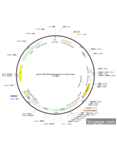 pLV3-CMV-REG1A(human)-3×FLAG-Puro