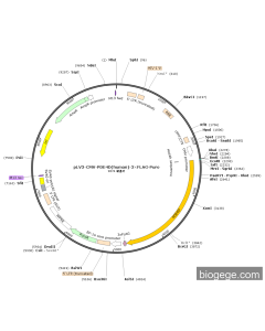 pLV3-CMV-PDE4D(human)-3×FLAG-Puro