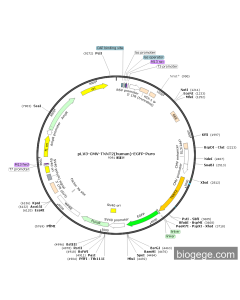 pLV3-CMV-TNNT2(human)-EGFP-Puro