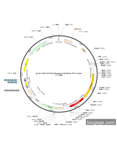 pLV3-CMV-STING1(human)-mCherry-EF1a-Puro